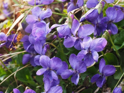 Nature forest blossom plant Photo