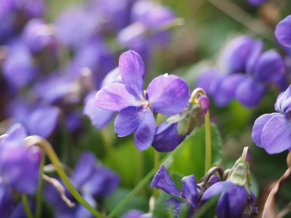 Nature forest blossom plant