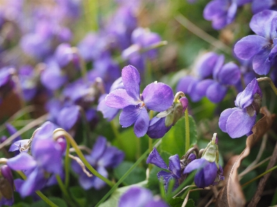 Nature forest blossom plant Photo