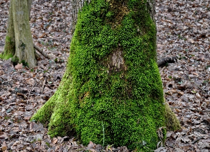 Tree nature forest grass Photo