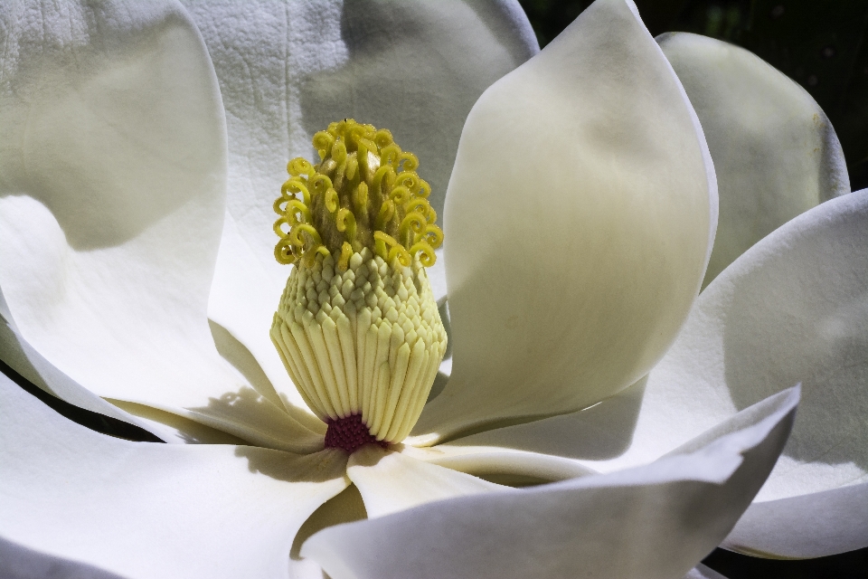 Blüte anlage weiss fotografie