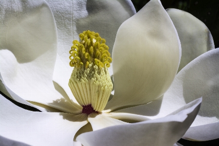 Blossom plant white photography Photo