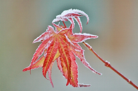 Tree nature branch cold Photo