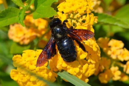 Blossom flower bloom animal Photo