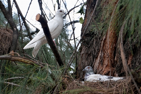 Foto árvore natureza floresta ar livre