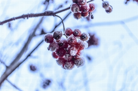 Nature outdoor branch blossom Photo