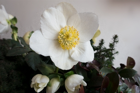 Nature blossom plant white Photo