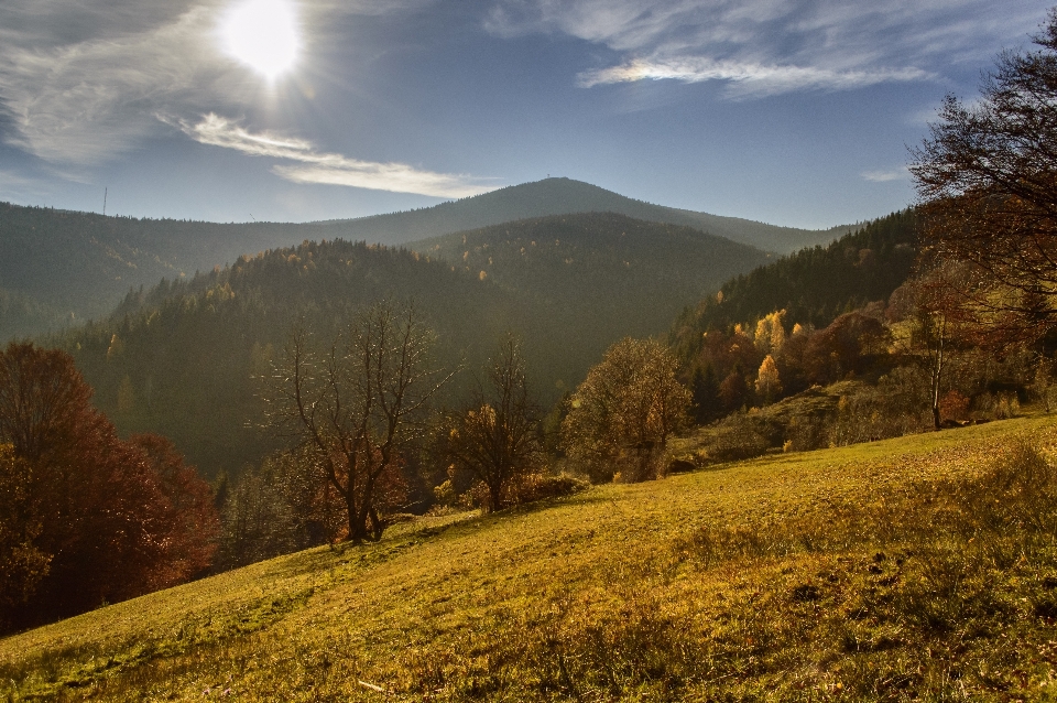 Landscape tree nature forest