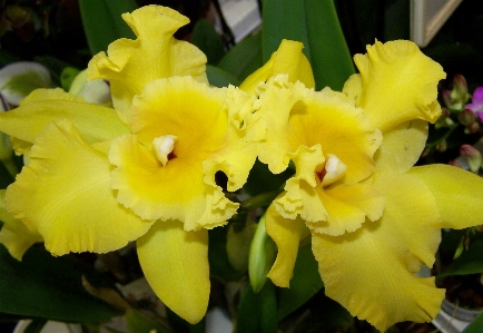 Foto Planta flor pétalo amarillo