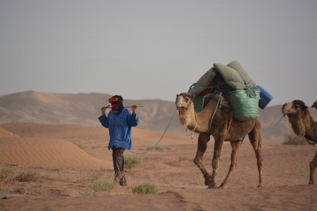 Landscape sunrise desert camel Photo