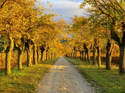 Landscape tree nature forest Photo