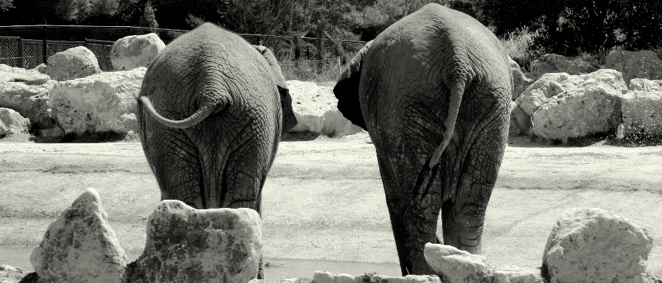 Natura bianco e nero
 animale