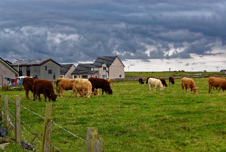 Landscape nature grass field Photo