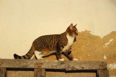 Foto Parete gatto mammifero fauna