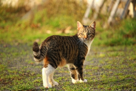 Foto Césped fauna silvestre gatito gato