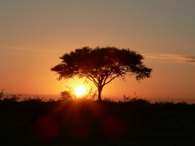 Foto árbol horizonte sol amanecer