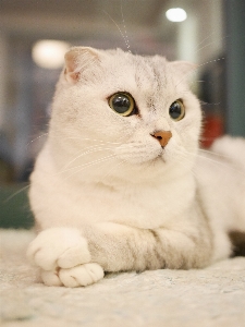 White animal cat mammal Photo