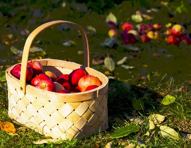 Apple branch plant cart Photo