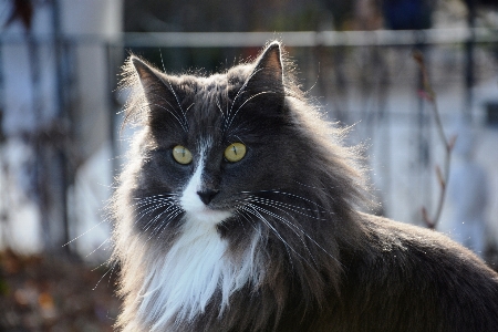 Cat mammal fauna whiskers Photo