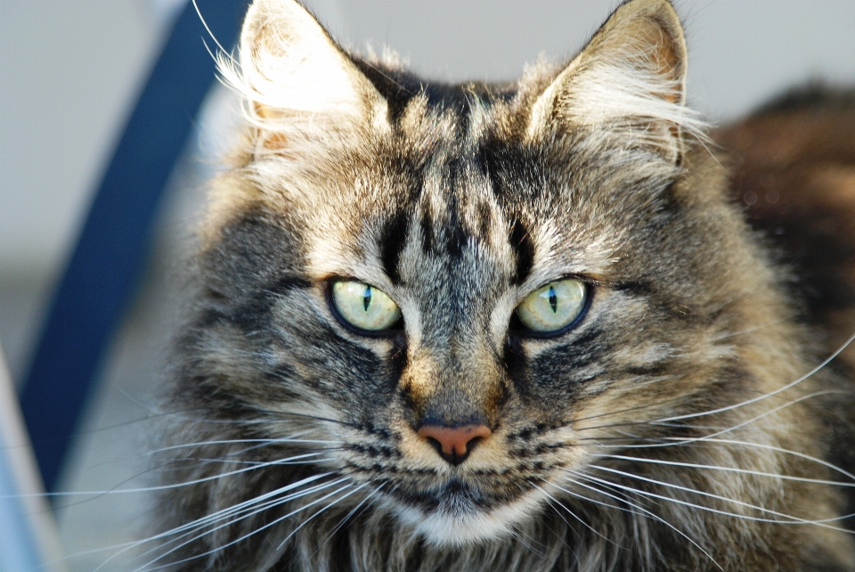 Cat mammal fauna close up