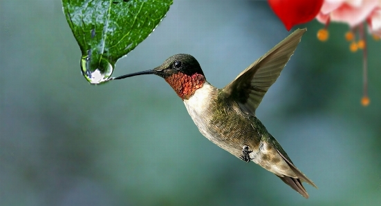 Foto Air alam menjatuhkan burung