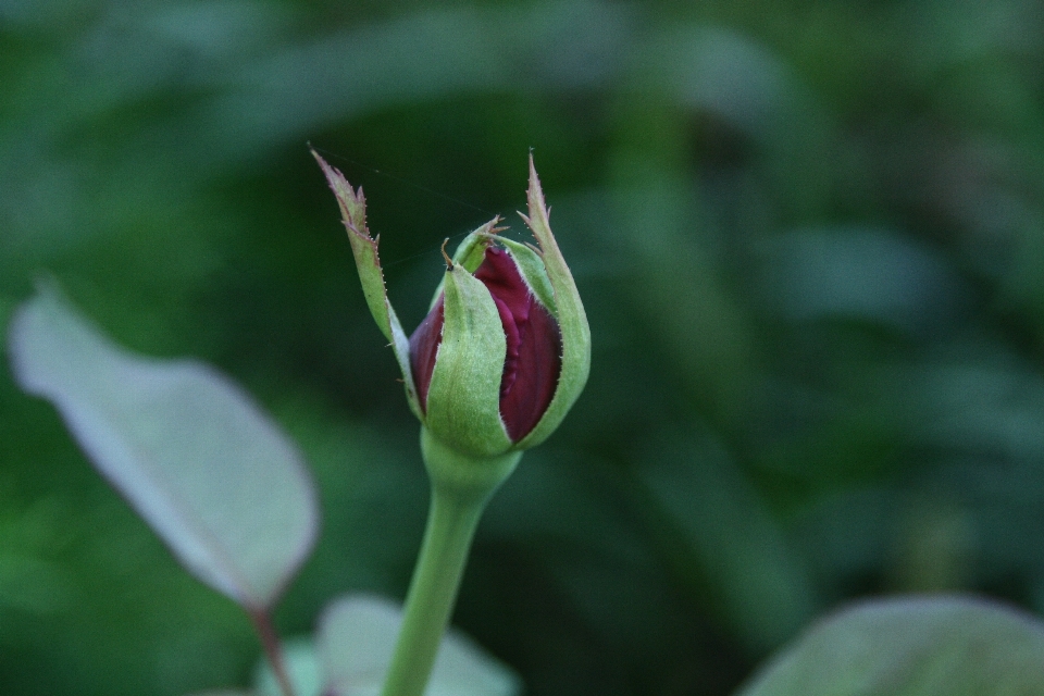 Nature blossom plant photography