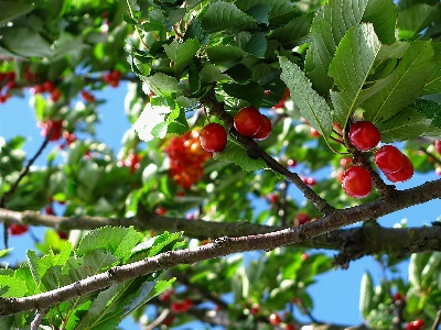 Tree nature branch blossom Photo