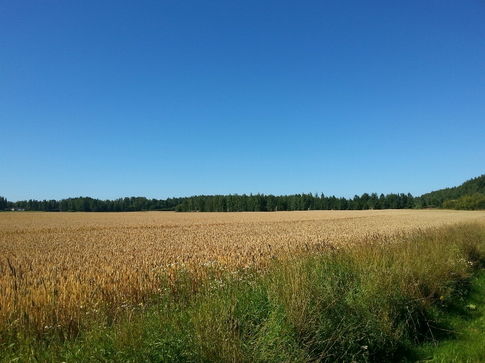 Paysage arbre nature herbe