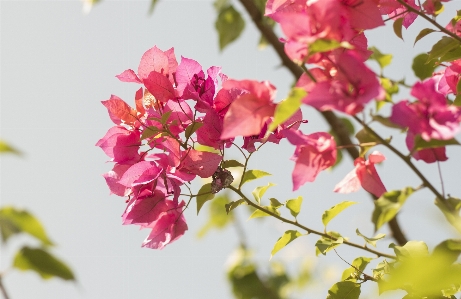 Tree nature outdoor branch Photo