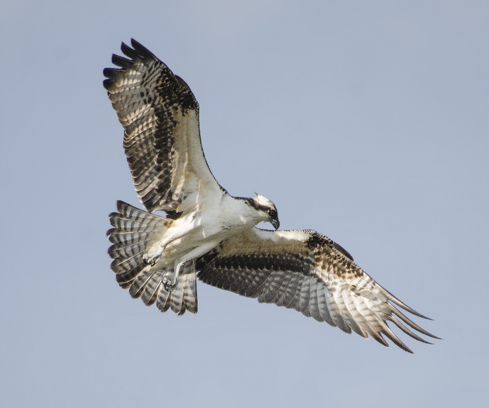 Nature oiseau aile ciel