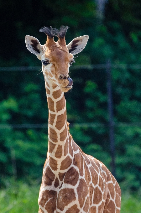 Zwierzę patrząc dzikiej przyrody ogród zoologiczny