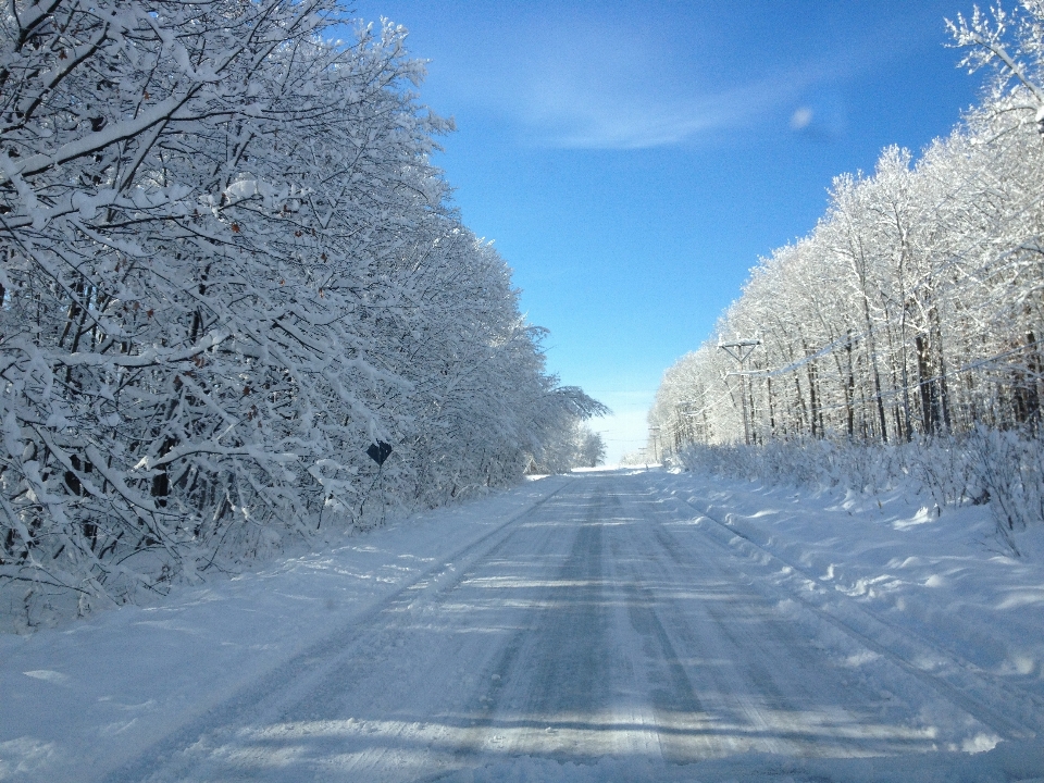 árvore natureza neve frio