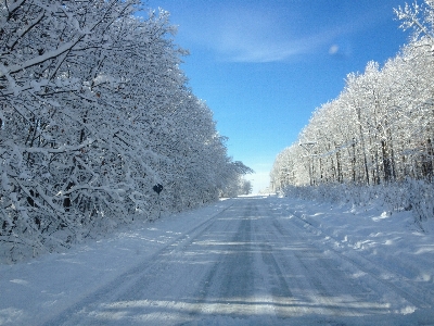 Tree nature snow cold Photo