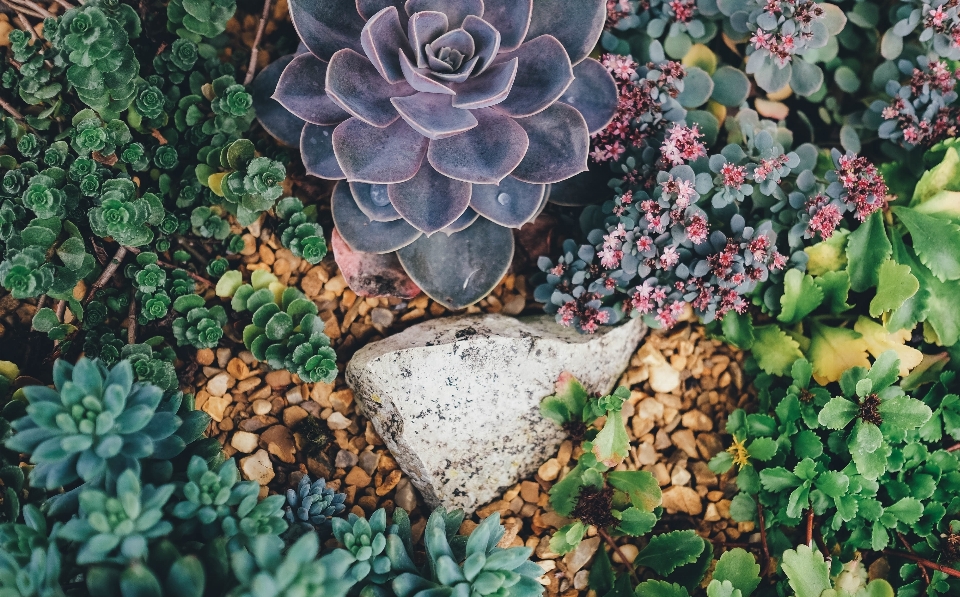 树 自然 植物 质地