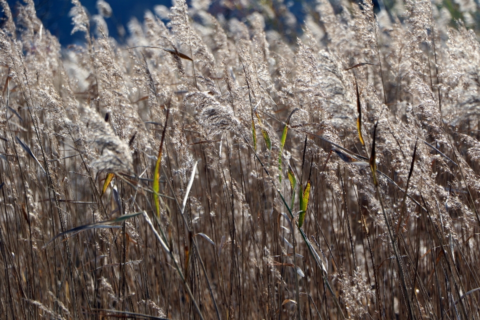 árvore natureza floresta grama