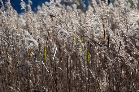 Tree nature forest grass Photo