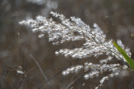 Tree water nature grass Photo