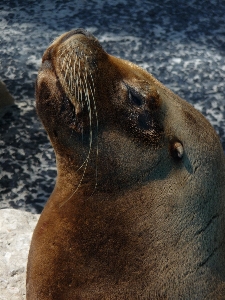 Sea ocean animal wildlife Photo