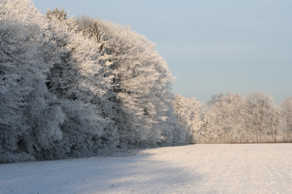 Paysage arbre nature neige