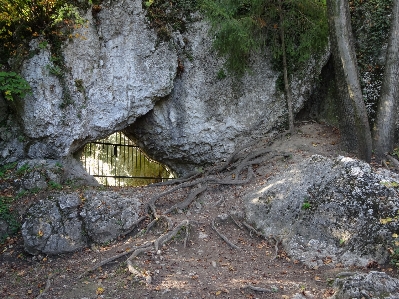 Landscape tree nature rock Photo