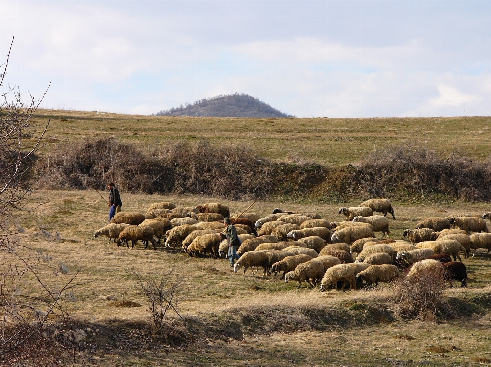 Natura montagna escursionismo
 campo