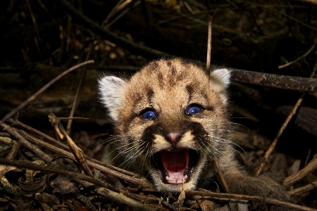 Foto Natureza região selvagem
 animais selvagens selvagem