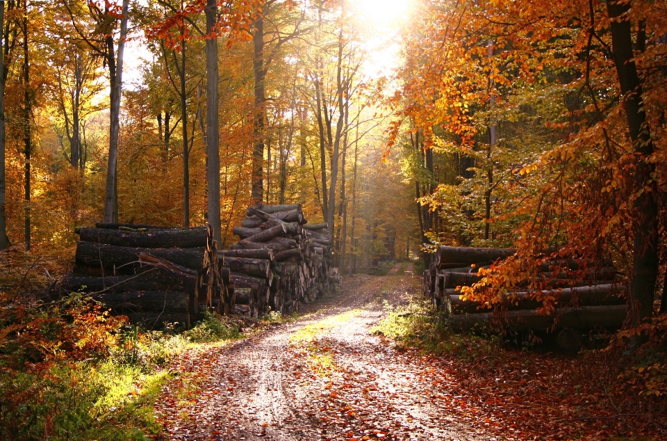 Baum natur wald wildnis
