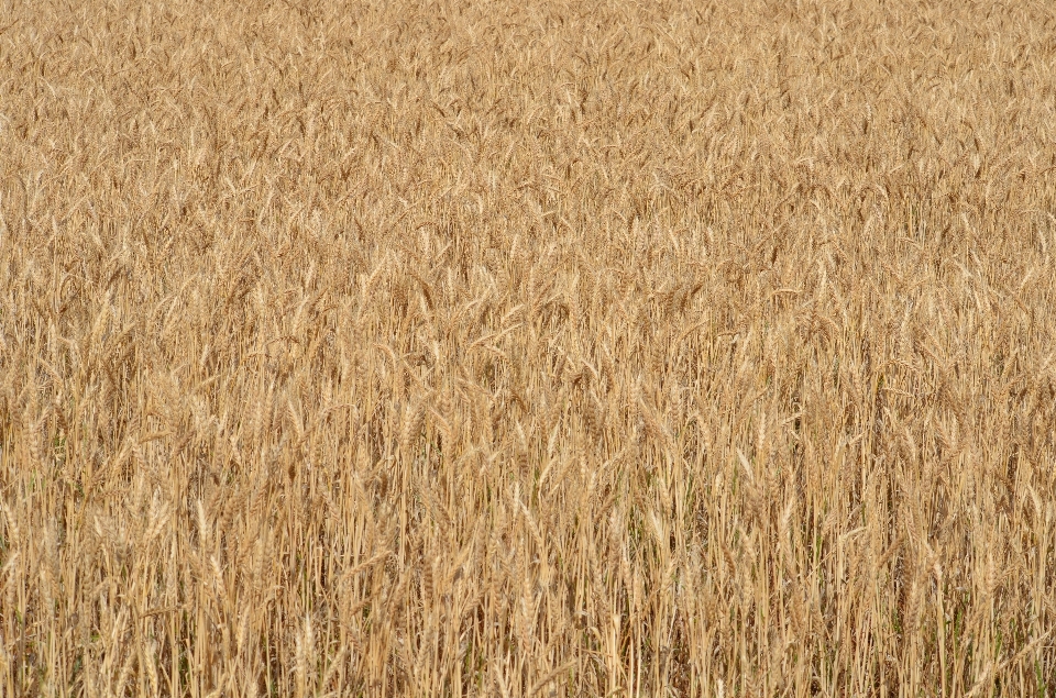 Landscape nature grass growth