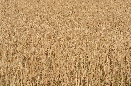 Landscape nature grass growth Photo