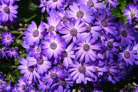 Nature blossom plant flower Photo