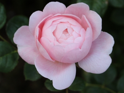 Nature blossom plant flower Photo