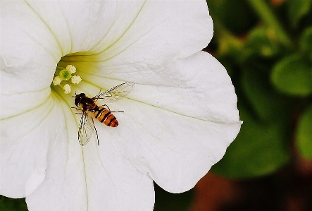 Foto Natureza florescer pássaro asa