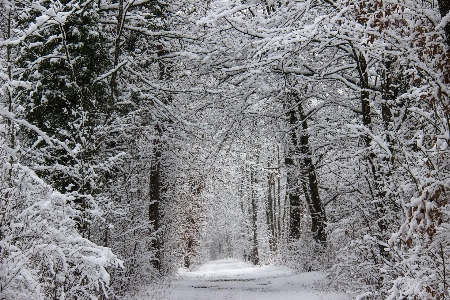 Tree nature forest branch Photo