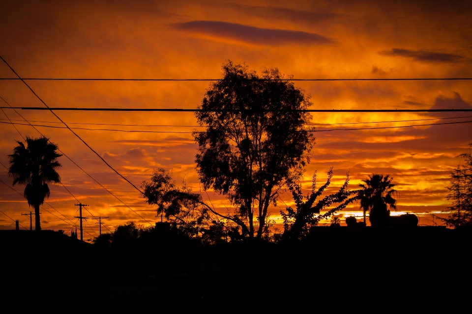 Landscape tree silhouette cloud